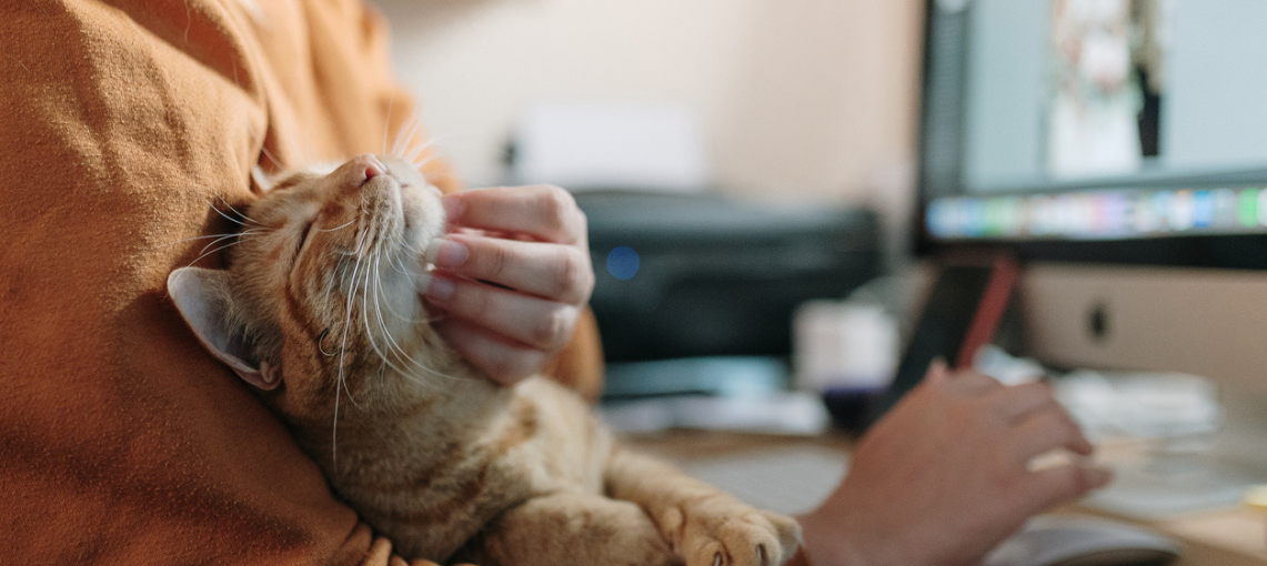 Refreshing customer profiles: lessons learned from US pet ownership