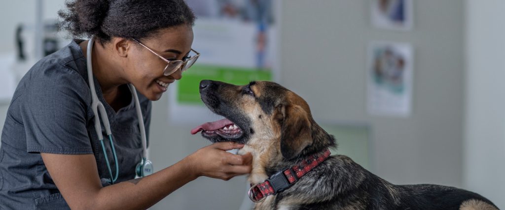 Walmart Healthcare: If not humans, why not dogs?